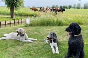Blog-Villapparte-Op-vakantie-met-je-huisdier-