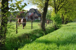 Villapparte-Villapparte-Select-Dorpswoning-De-plek-Luxe-vakantiehuis-voor-10-personen-Leenderstrijp-Noord-Brabant-omringd-door-paarden