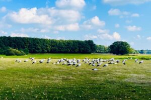 Villapparte-Natuurhuisje-Natuurhuisje IJhorst-Luxe vakantiehuis voor 5 personen-Drenthe-omgeving